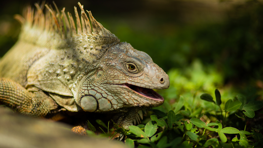 Plants Iguanas Will Avoid (Florida-Friendly Options from JunglePlants)