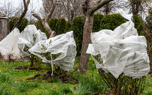 Florida Freeze Warning: How to Protect Your Plants During a Cold Front