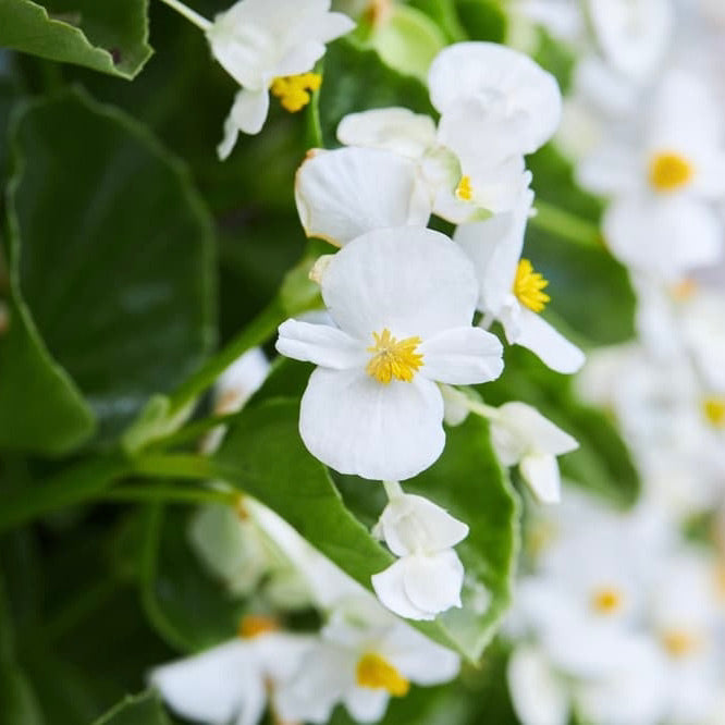 Green Leaf Begonias