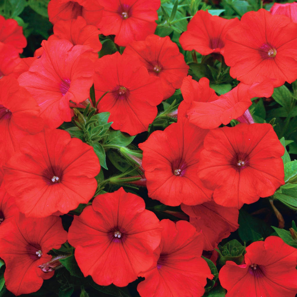 Petunias