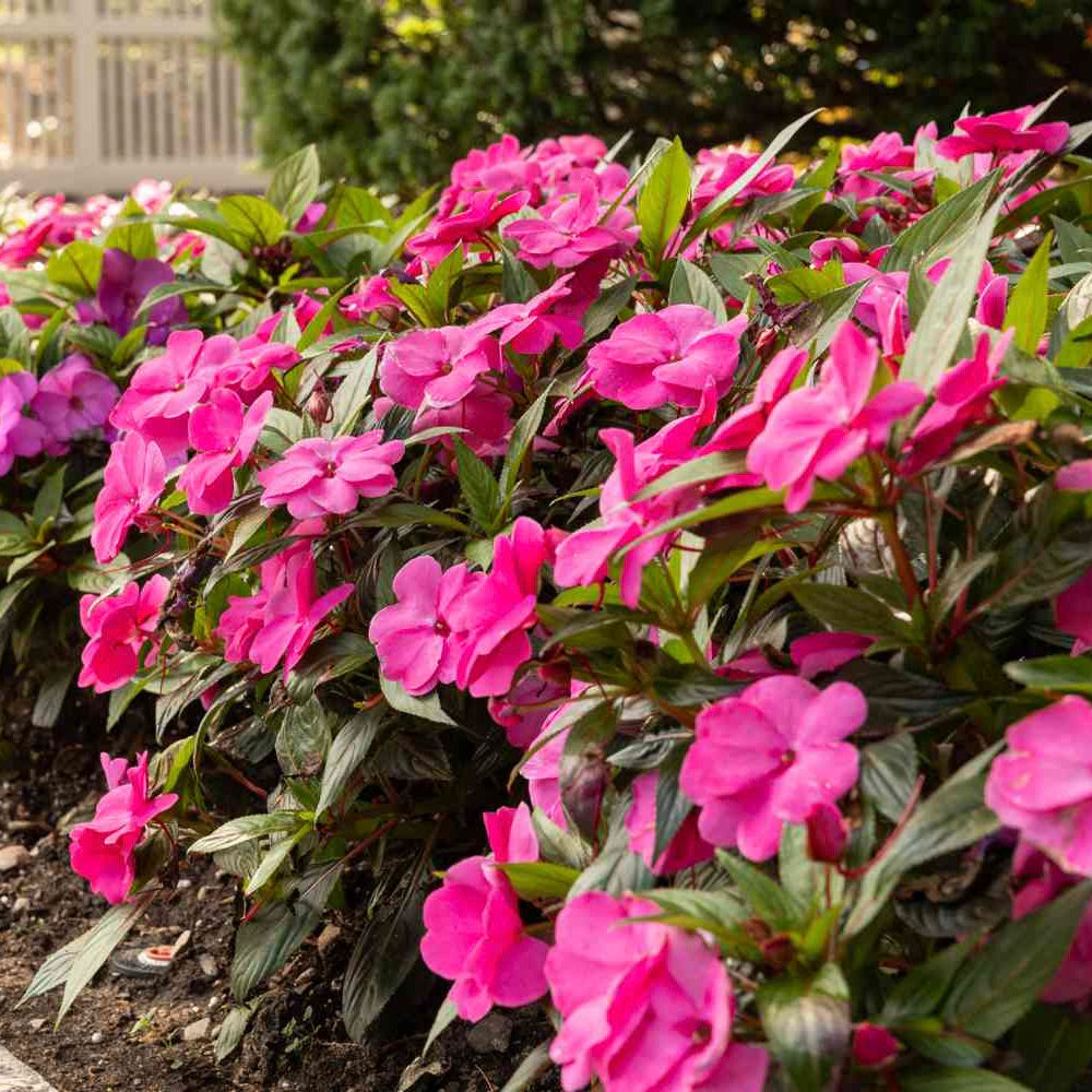 New Guinea Impatiens