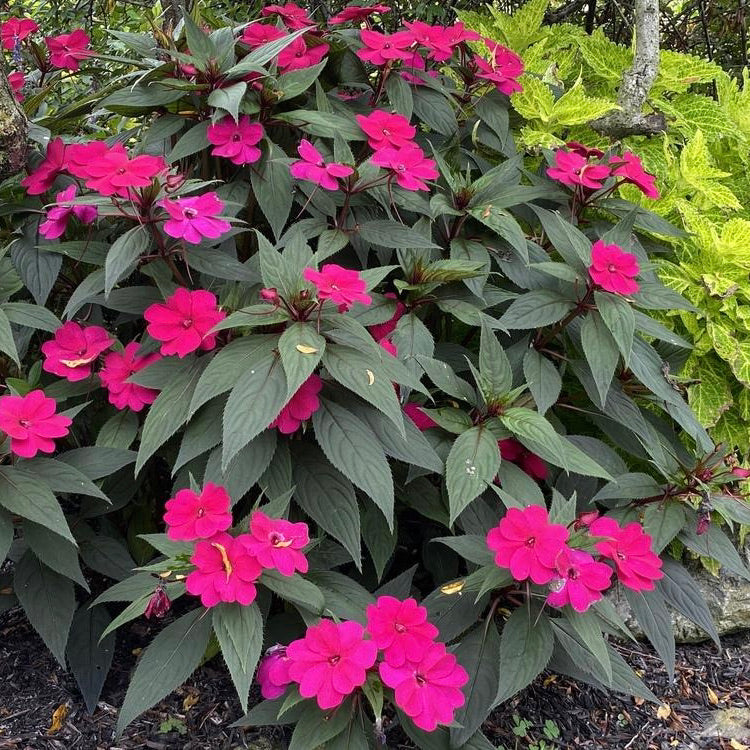 New Guinea Impatiens