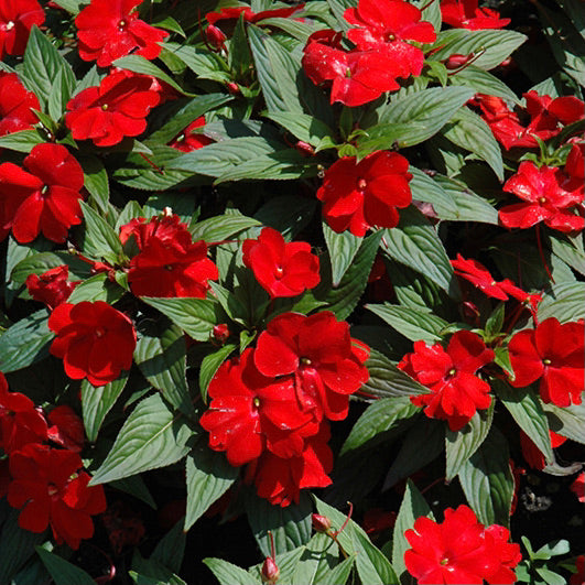 New Guinea Impatiens