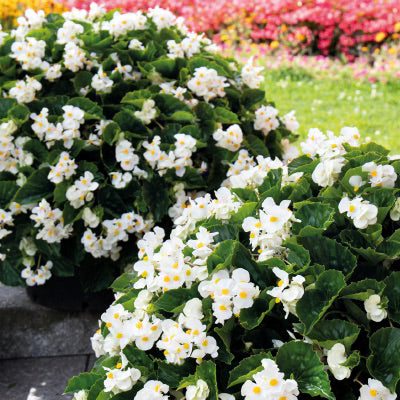 Green Leaf Begonias