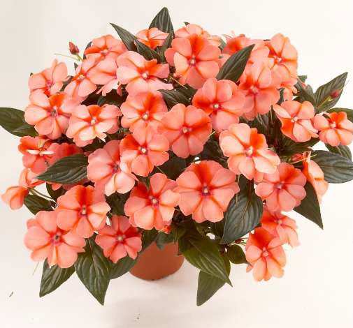 New Guinea Impatiens