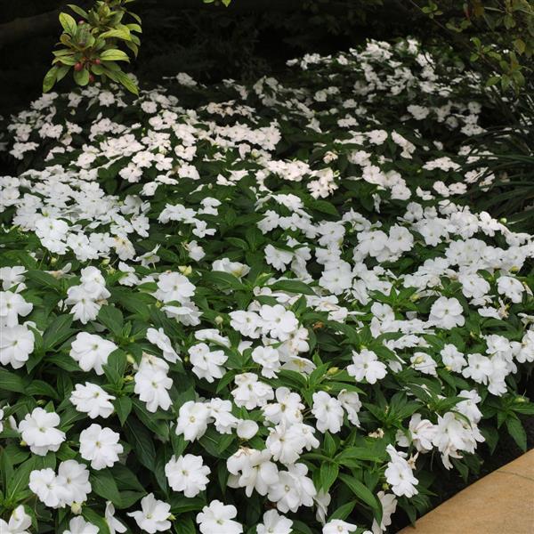 New Guinea Impatiens