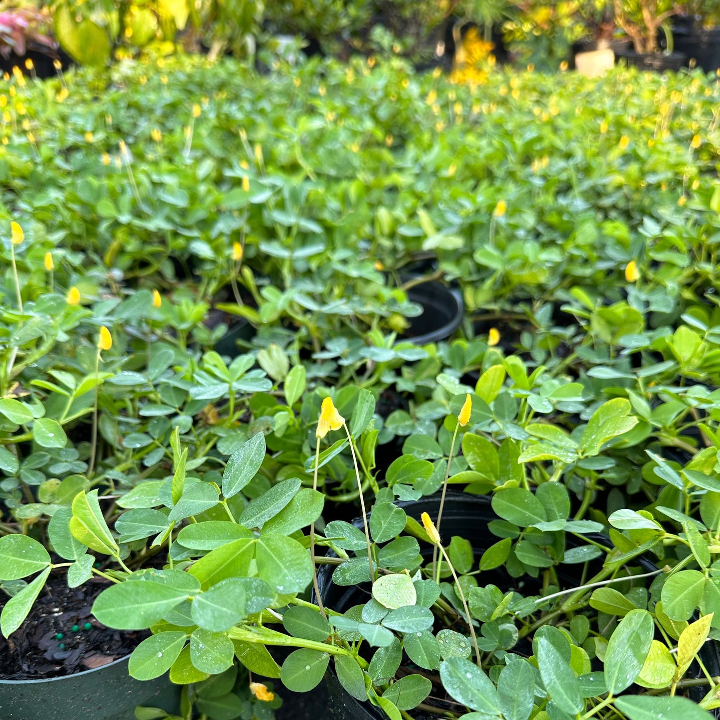 Perennial Peanut