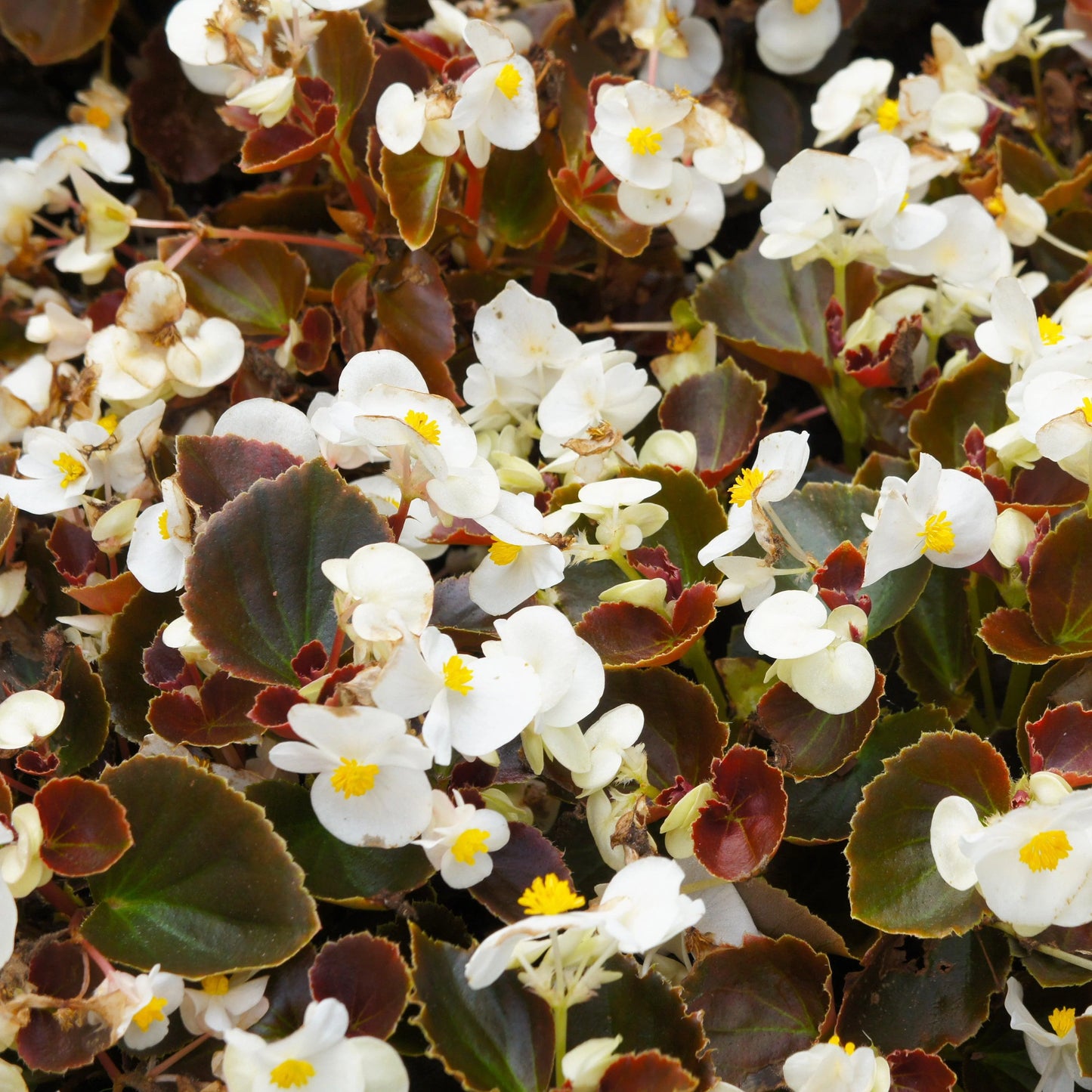 Bronze Leaf Begonias