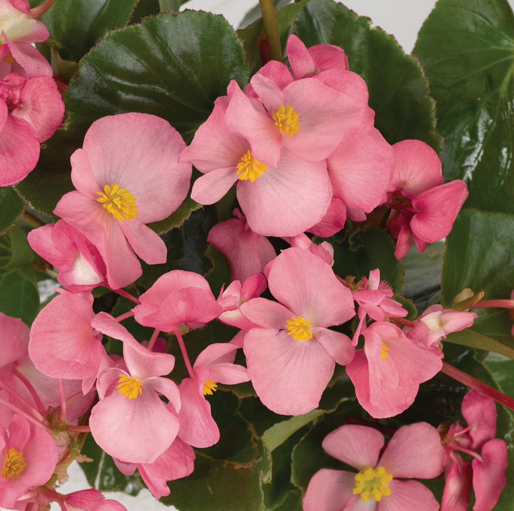 Green Leaf Begonias