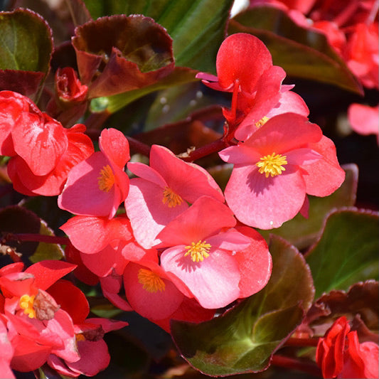 Bronze Leaf Begonias