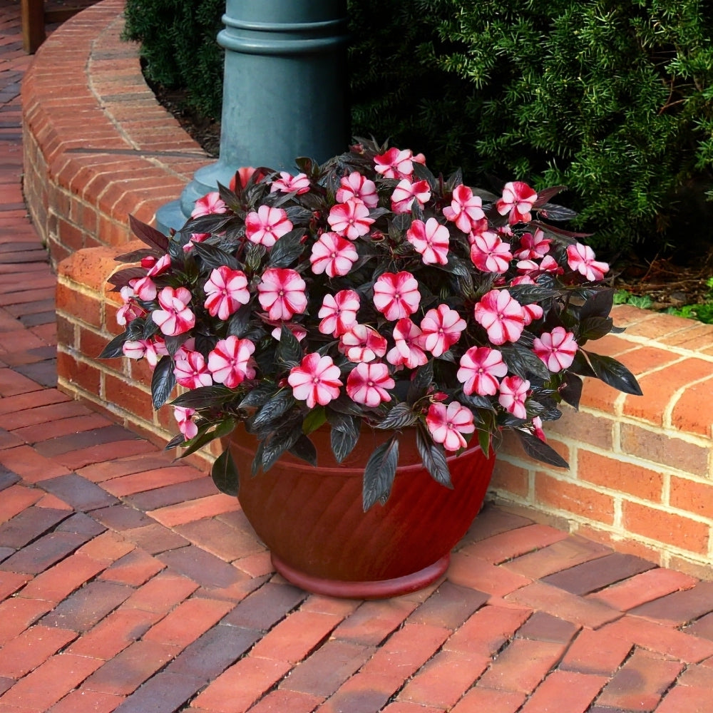 New Guinea Impatiens