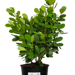 Clusia Hedge – Jungle Plants