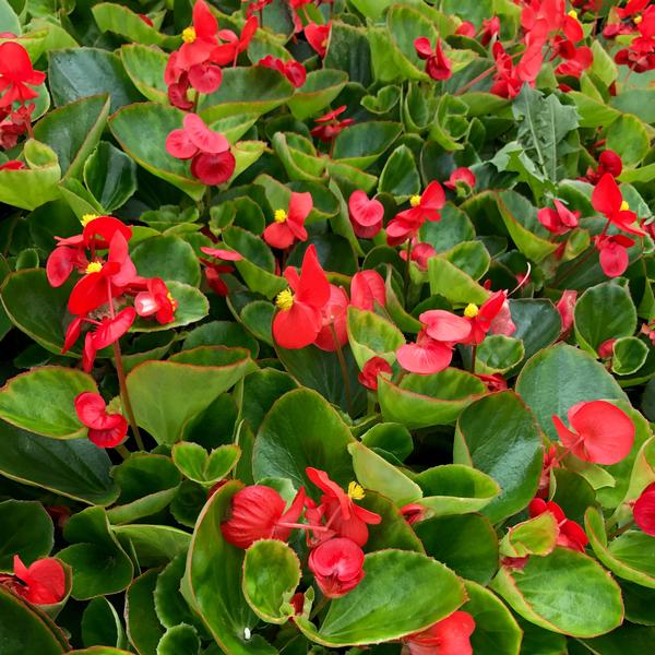 Green Leaf Begonias