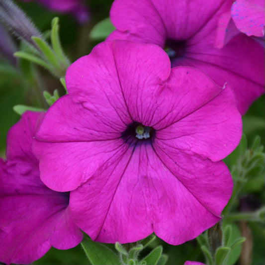 Petunias