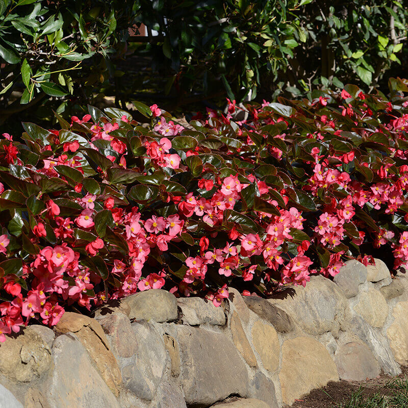 Bronze Leaf Begonias