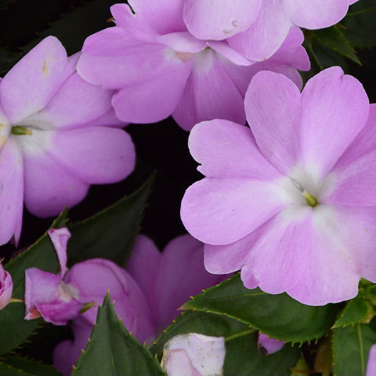 New Guinea Impatiens