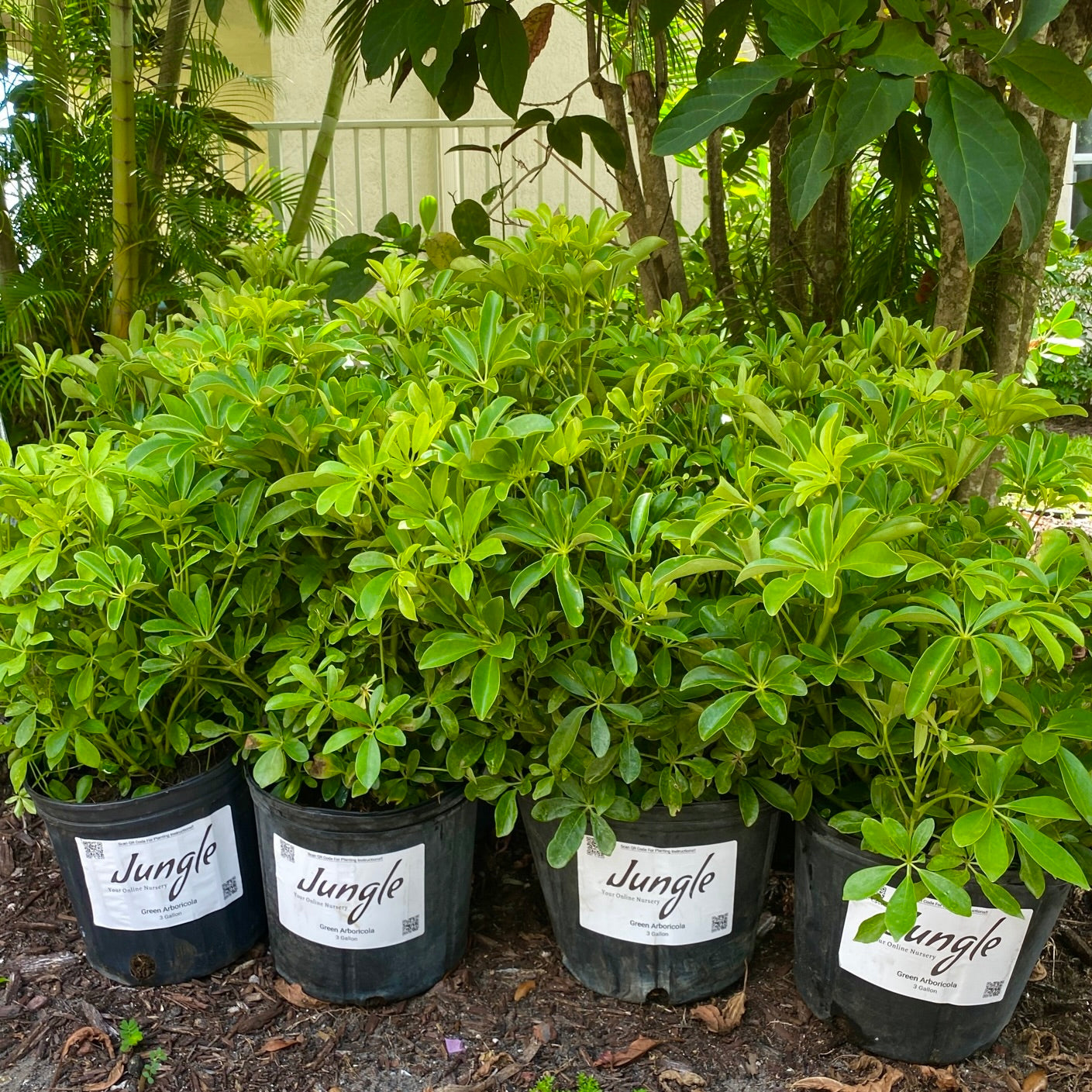 Green Arboricola