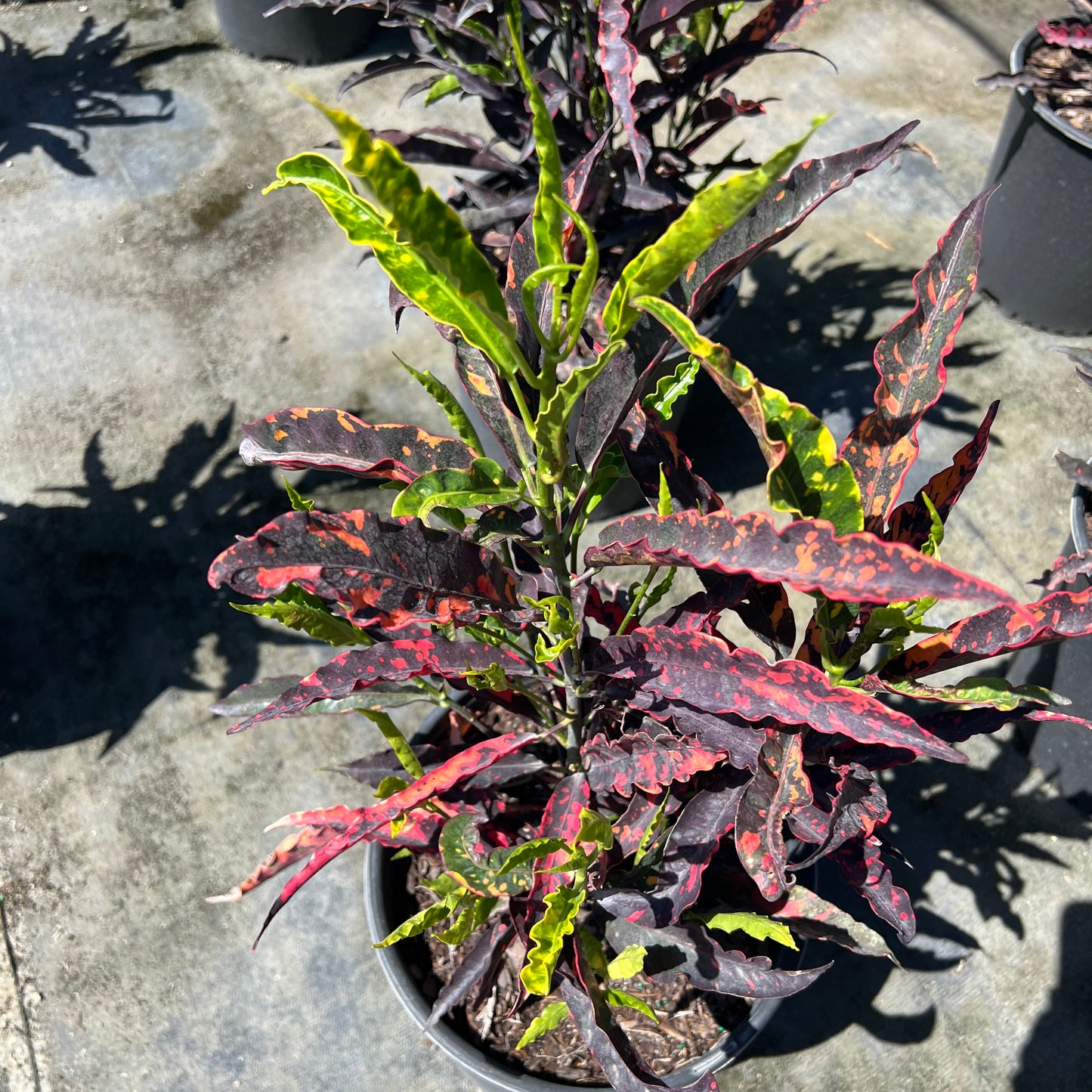 Croton 'Pie Crust'