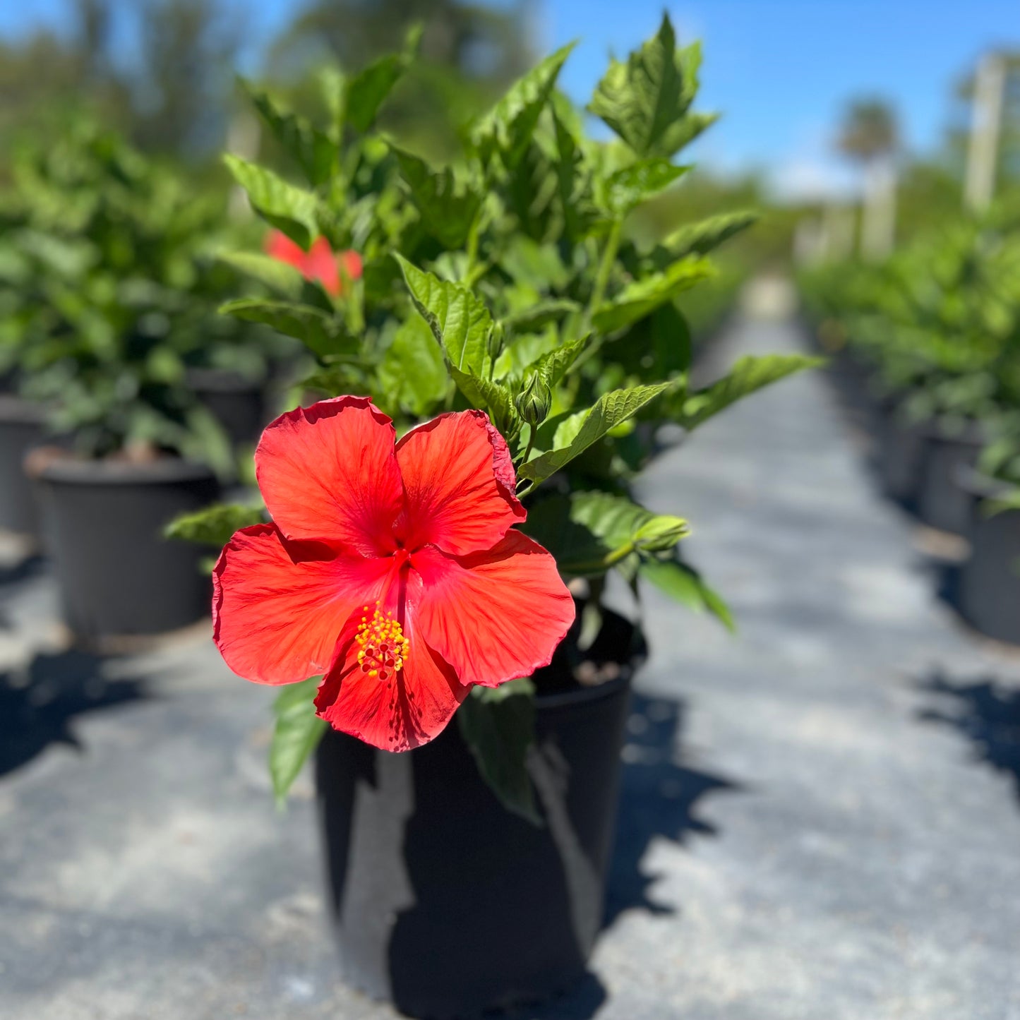 Hibiscus 'President Red'