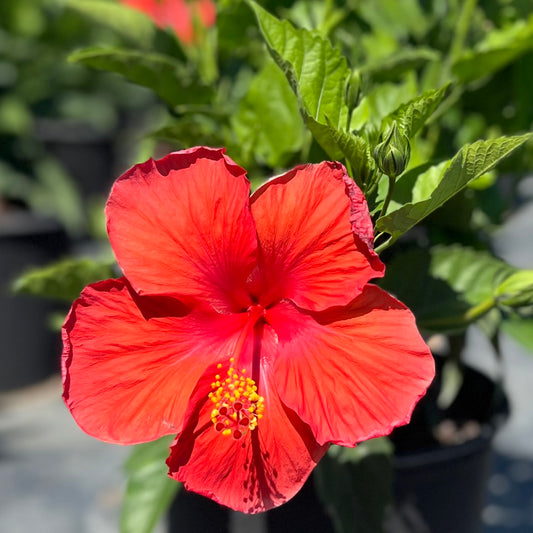 Hibiscus 'President Red'