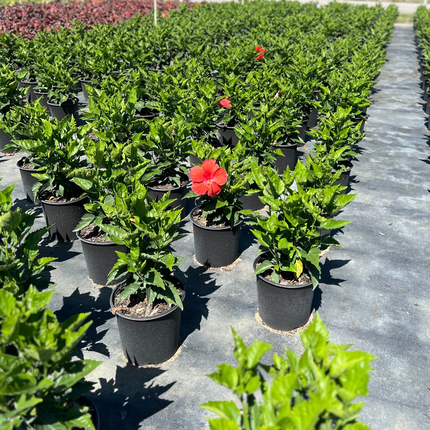 Hibiscus 'President Red'