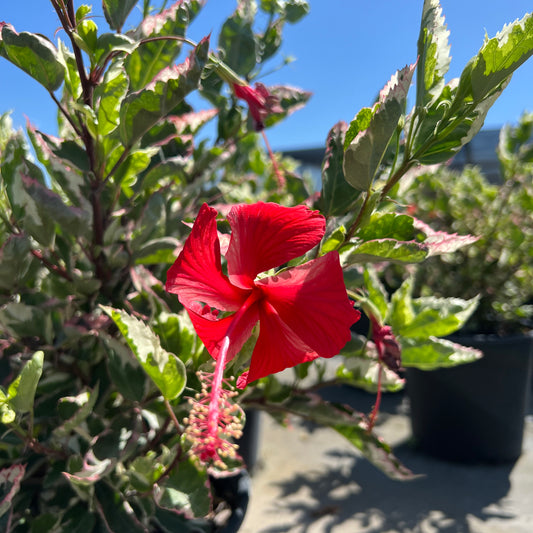 Hibiscus 'Snow Queen'