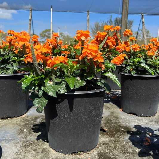 Crossandra