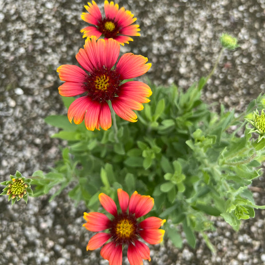 Blanket Flower