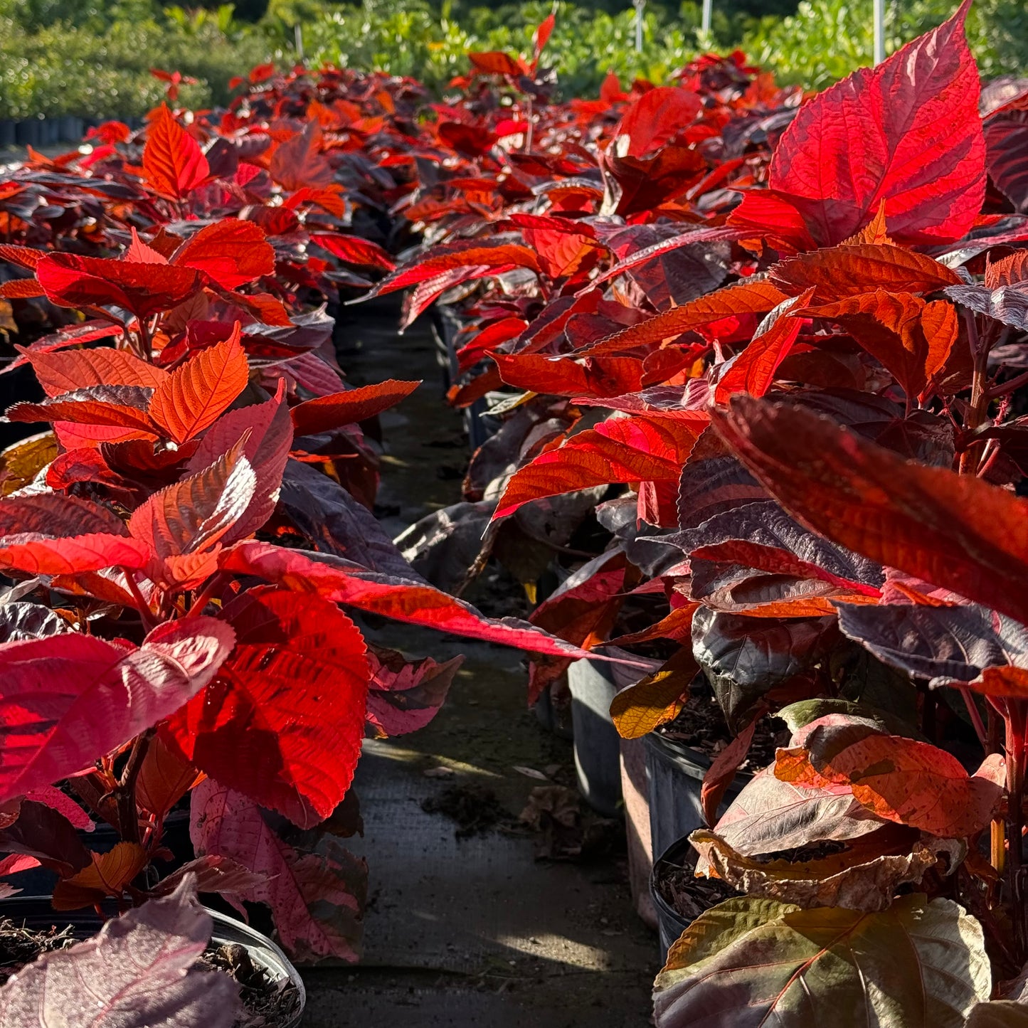 CopperLeaf - Red