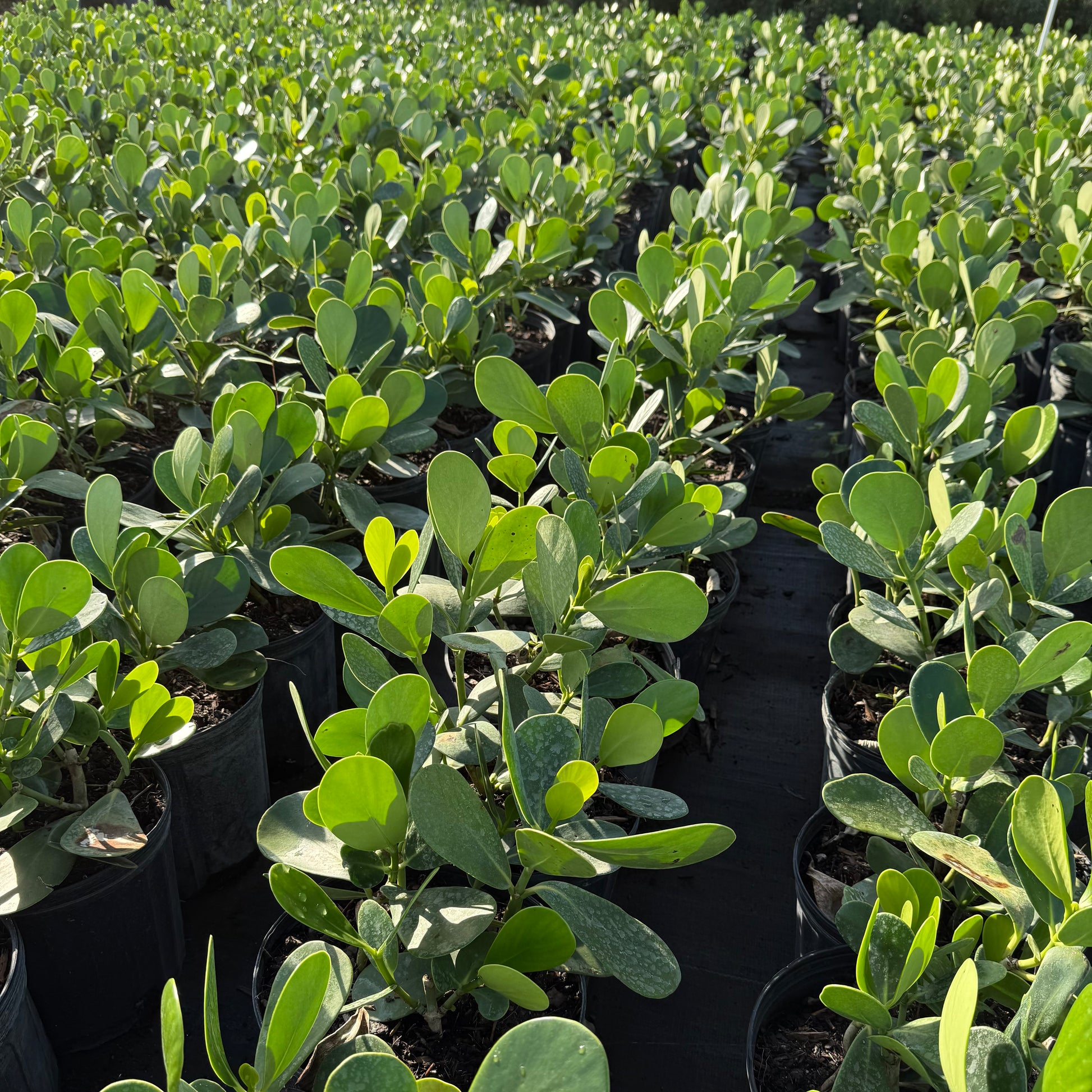 best fertilizer for clusia plants Clusia Hedge