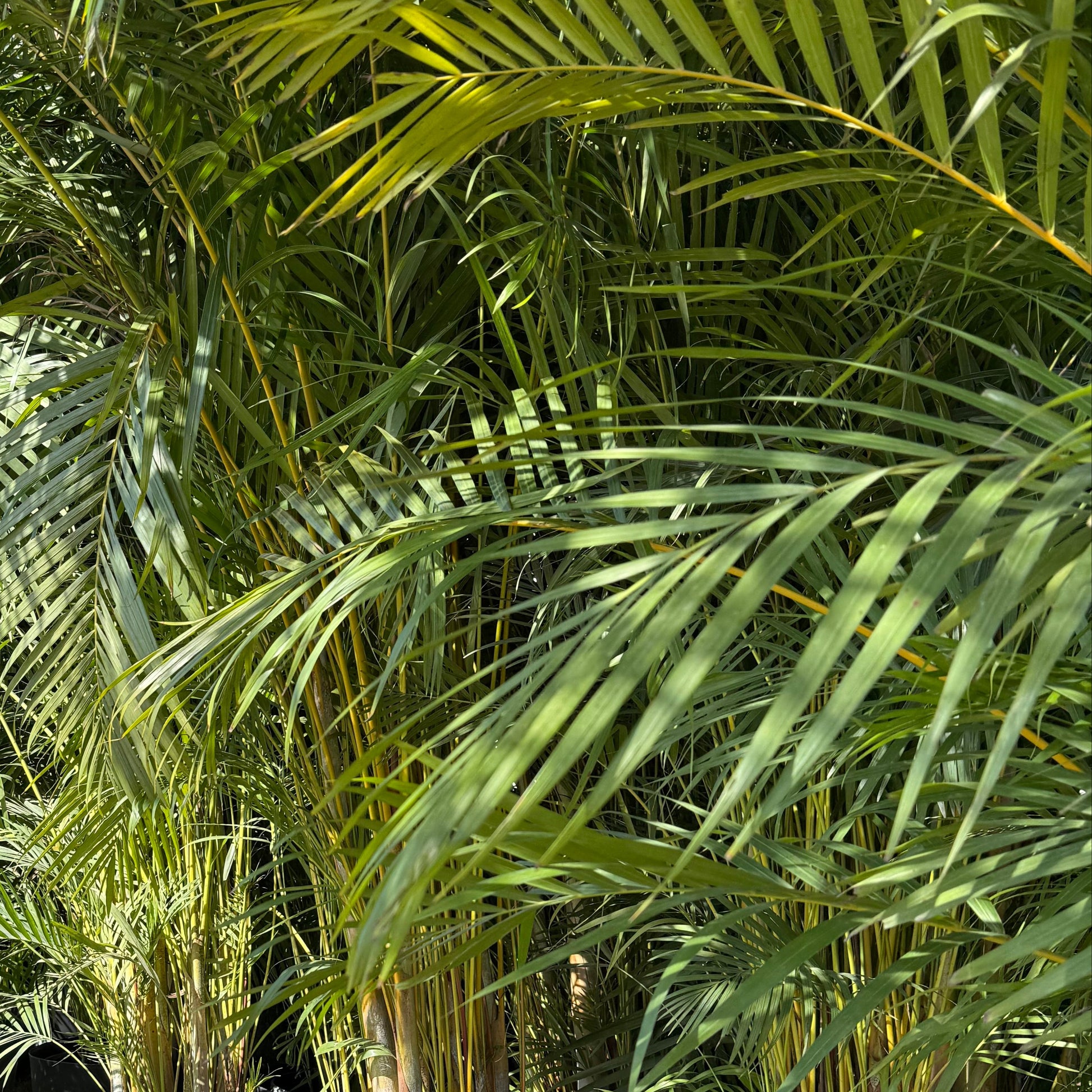 alan palm plant Areca Palm