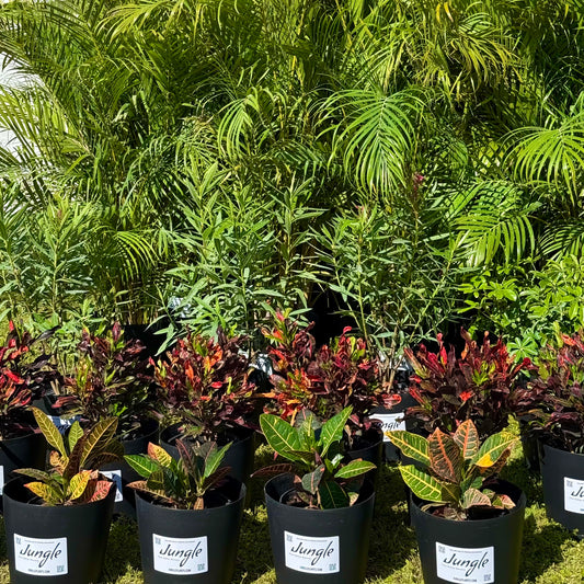 Plant Rentals