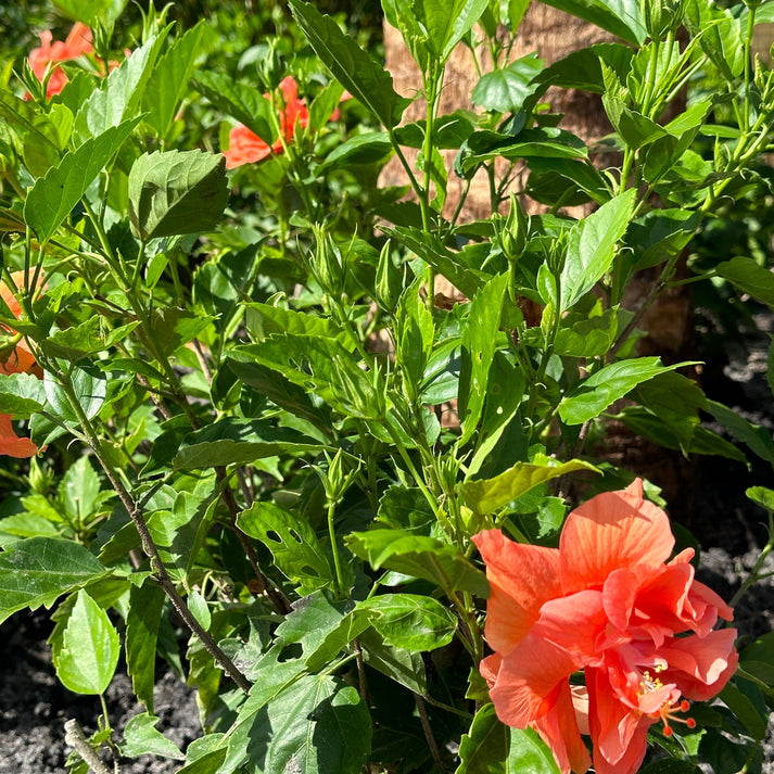 Hibiscus 'Peach' – Jungle Plants