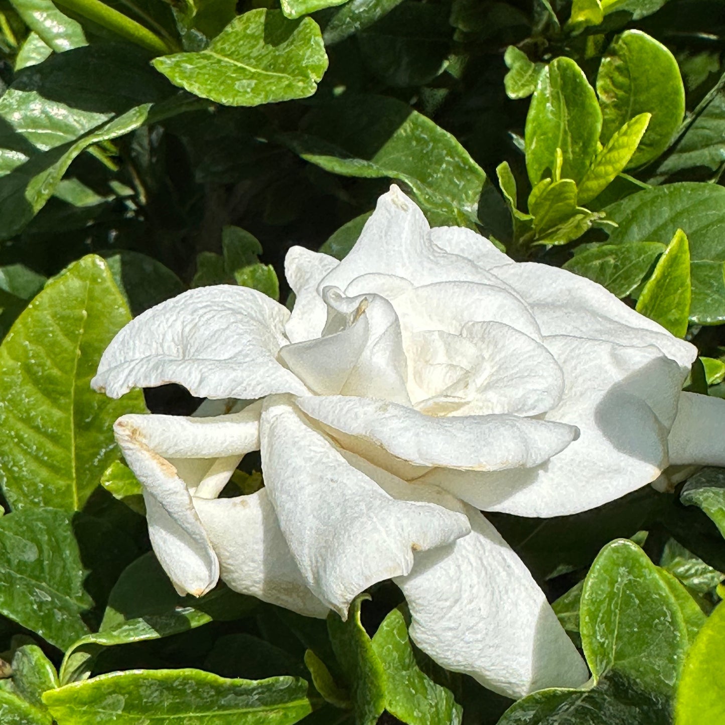 Gardenia 'Miami Supreme'
