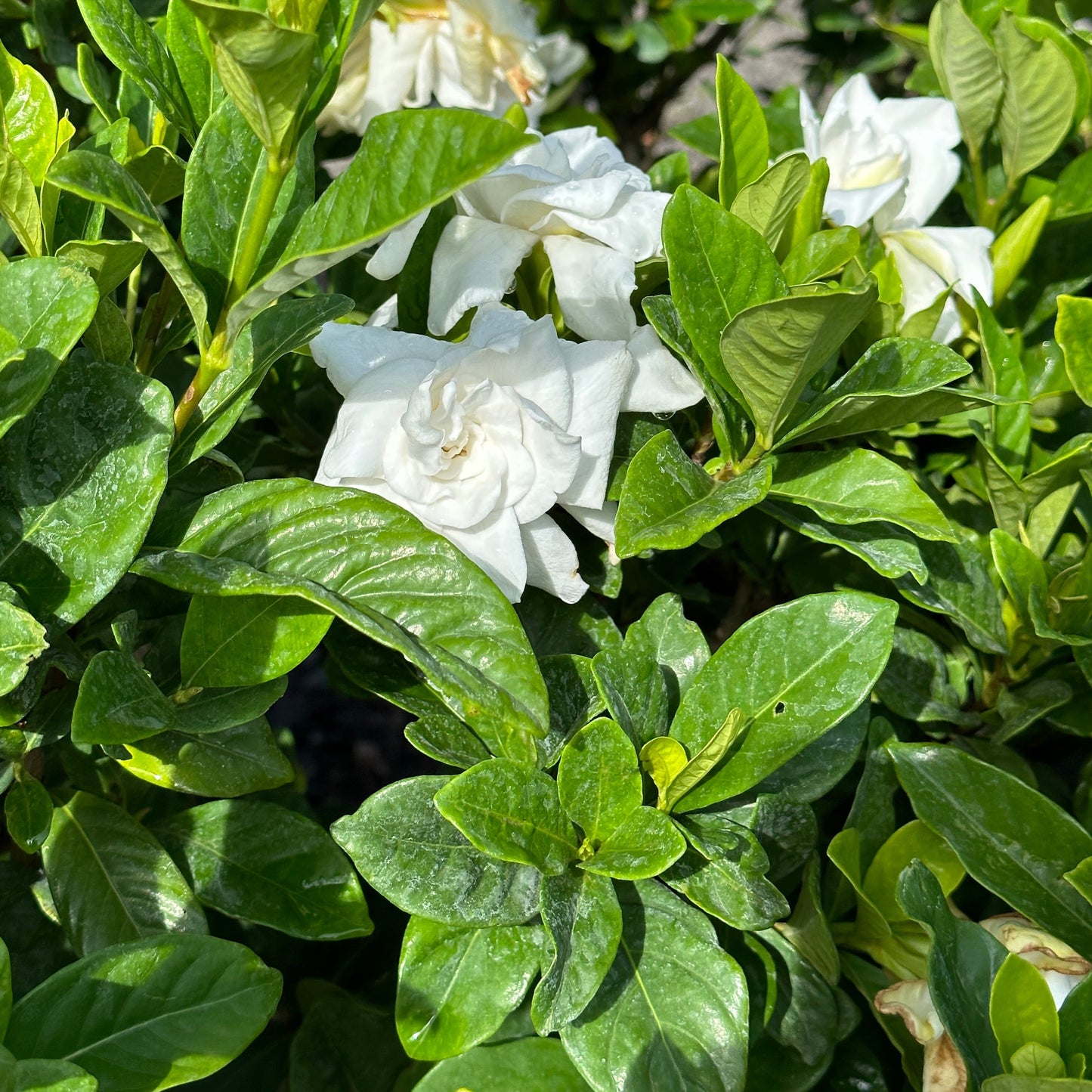 Gardenia 'Miami Supreme'