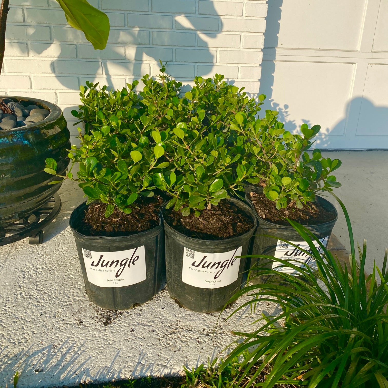 clusia plant fertilizer Dwarf Clusia