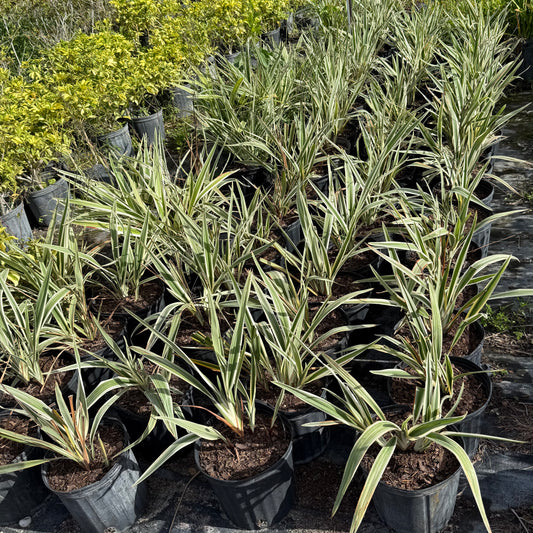 Variegated Flax Lily