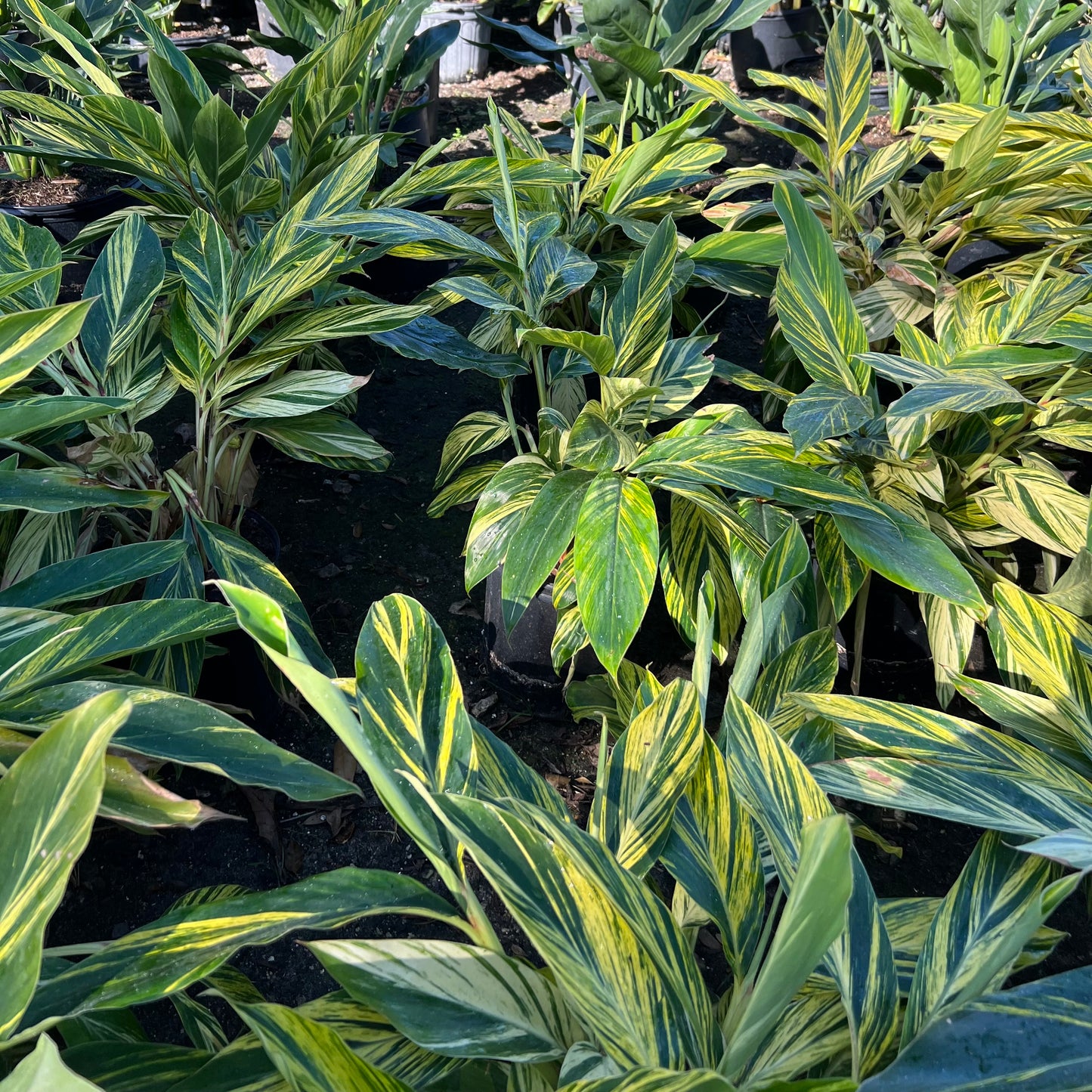 Variegated Ginger