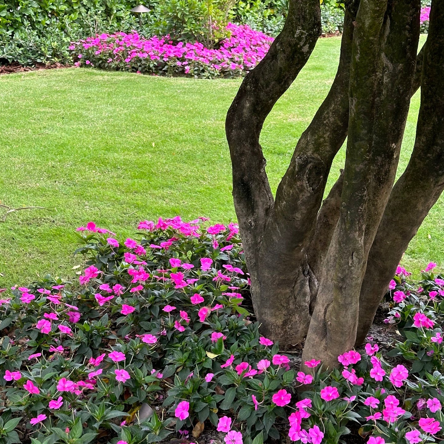 Sunpatiens Impatiens