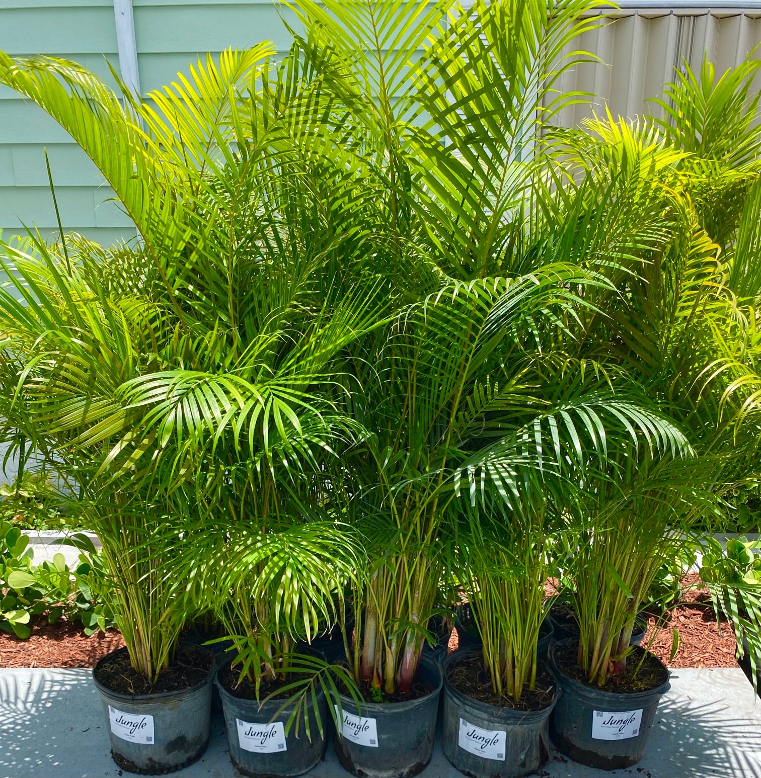 areca palm big plant Areca Palm