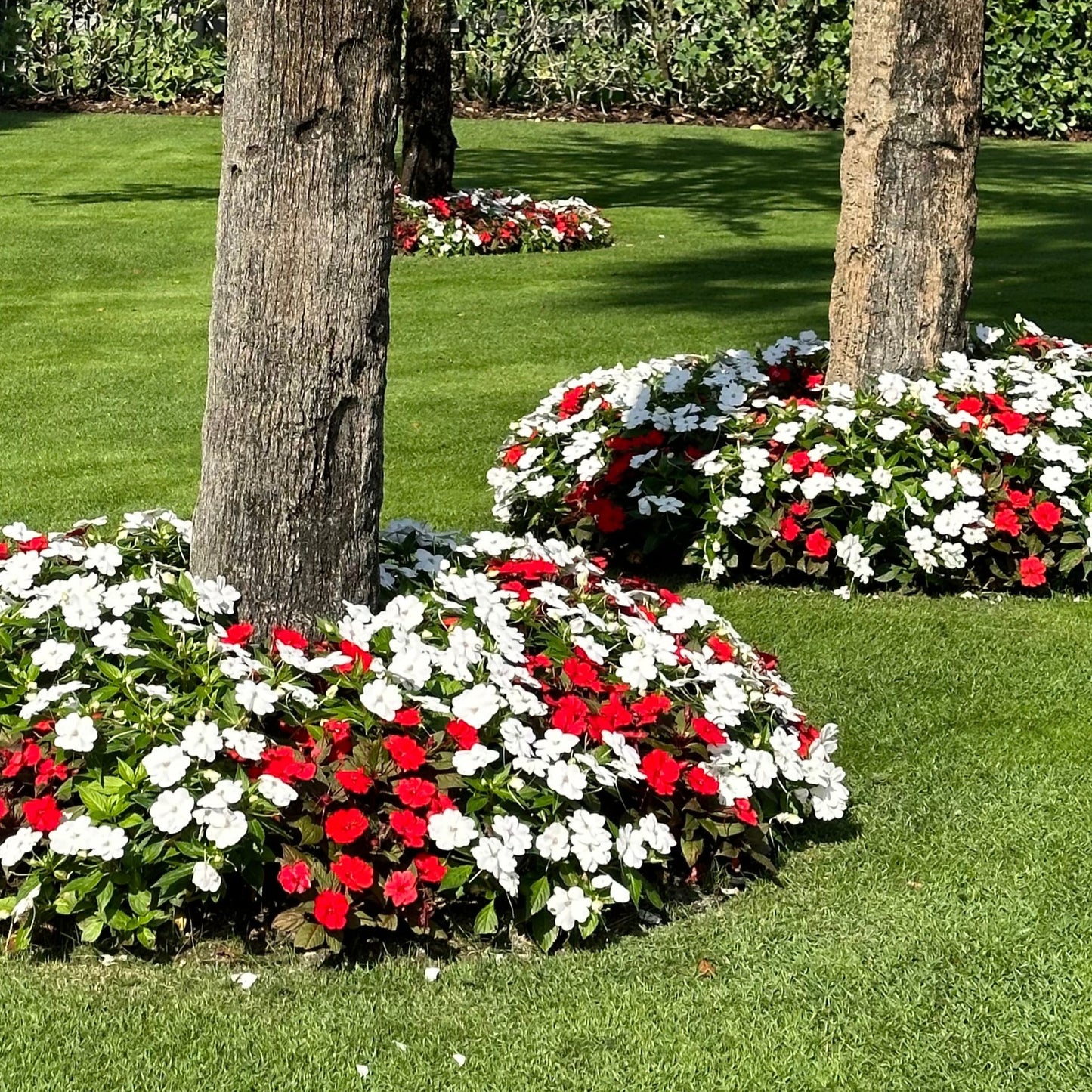 Sunpatiens Impatiens