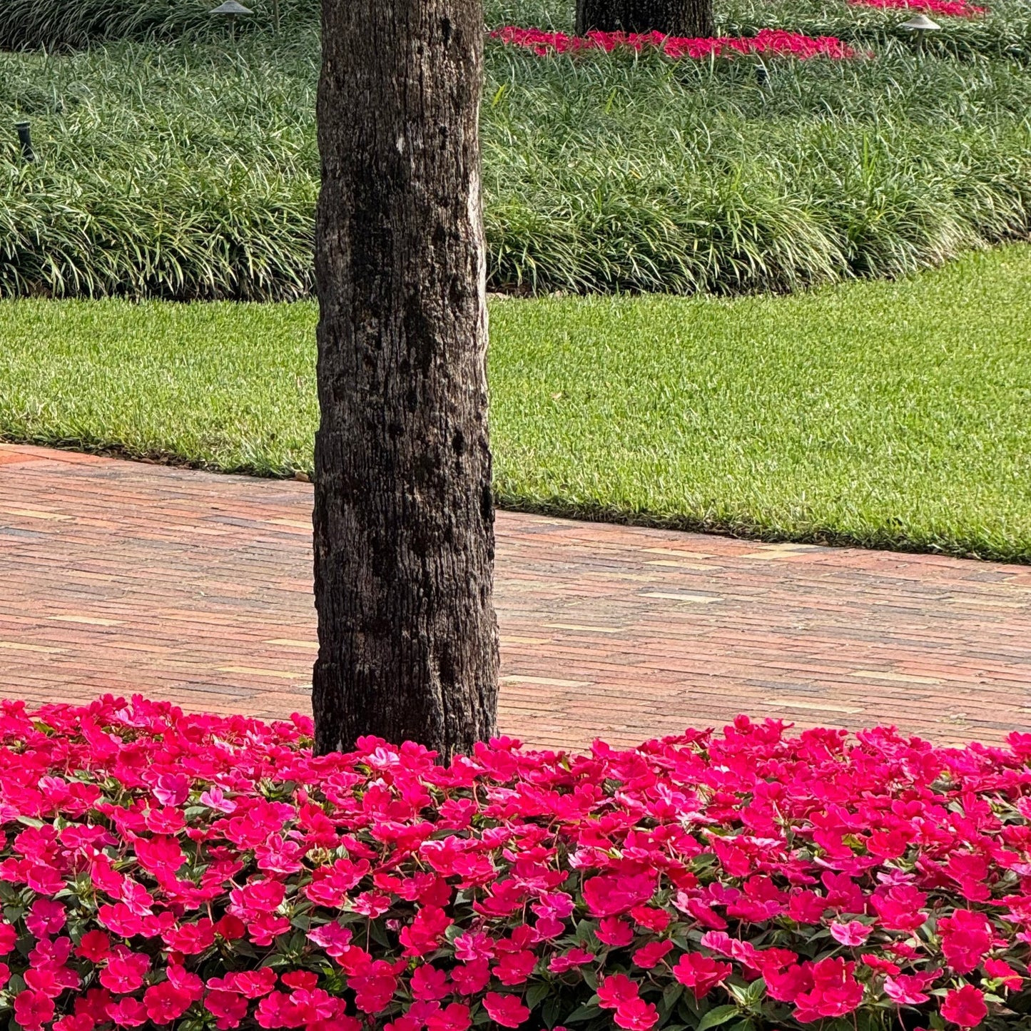 Sunpatiens Impatiens