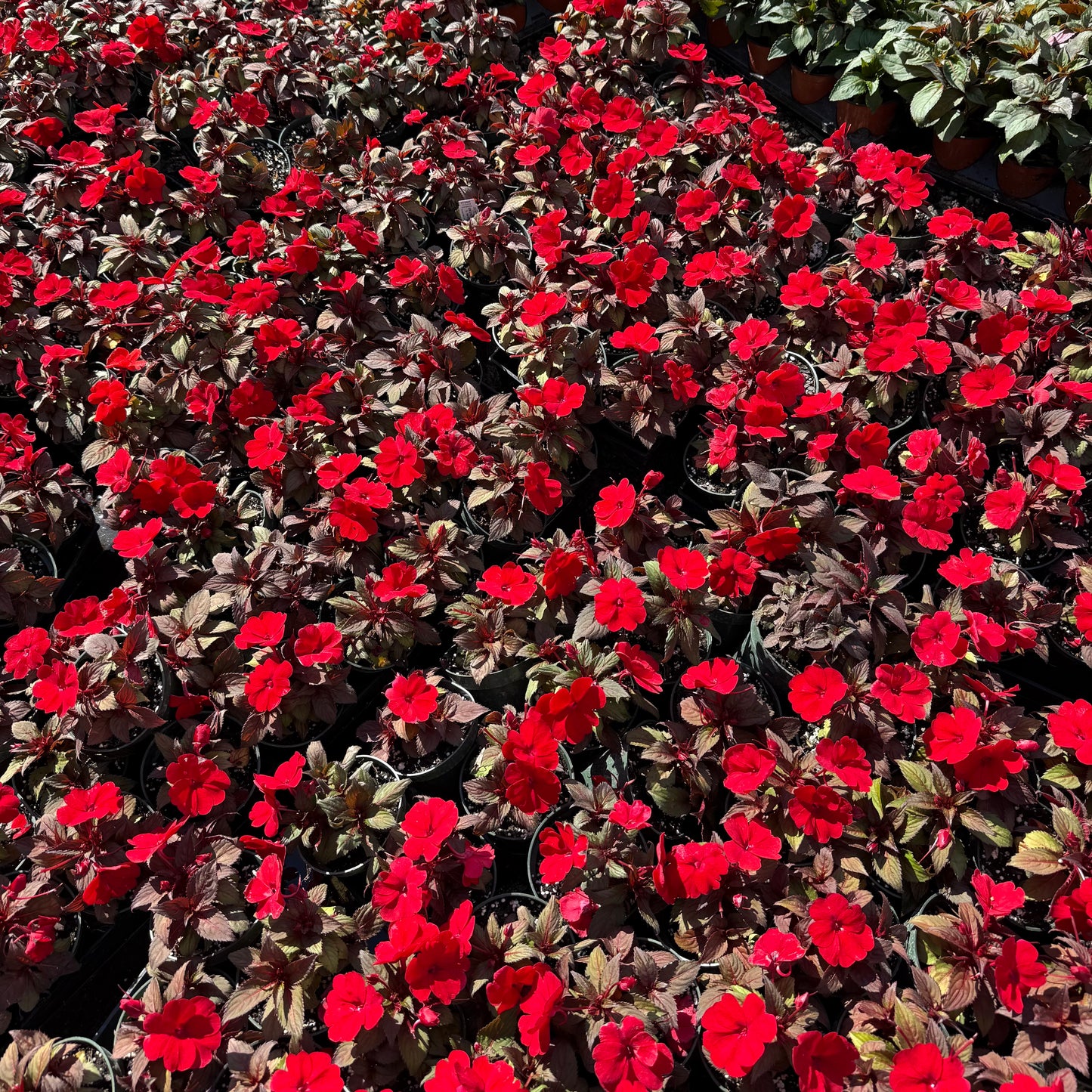 Sunpatiens Impatiens 'Bronze Leaf'