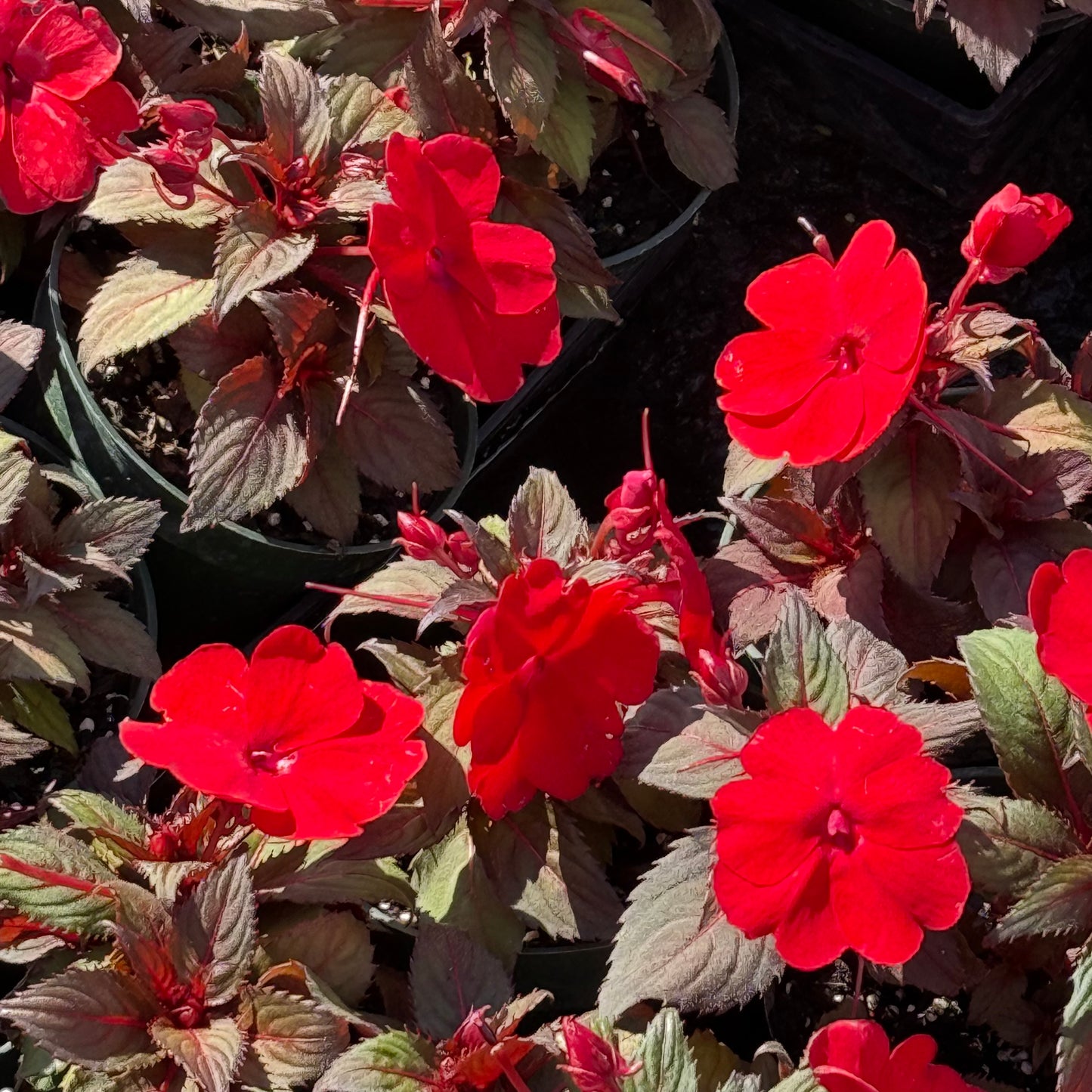 Sunpatiens Impatiens 'Bronze Leaf'