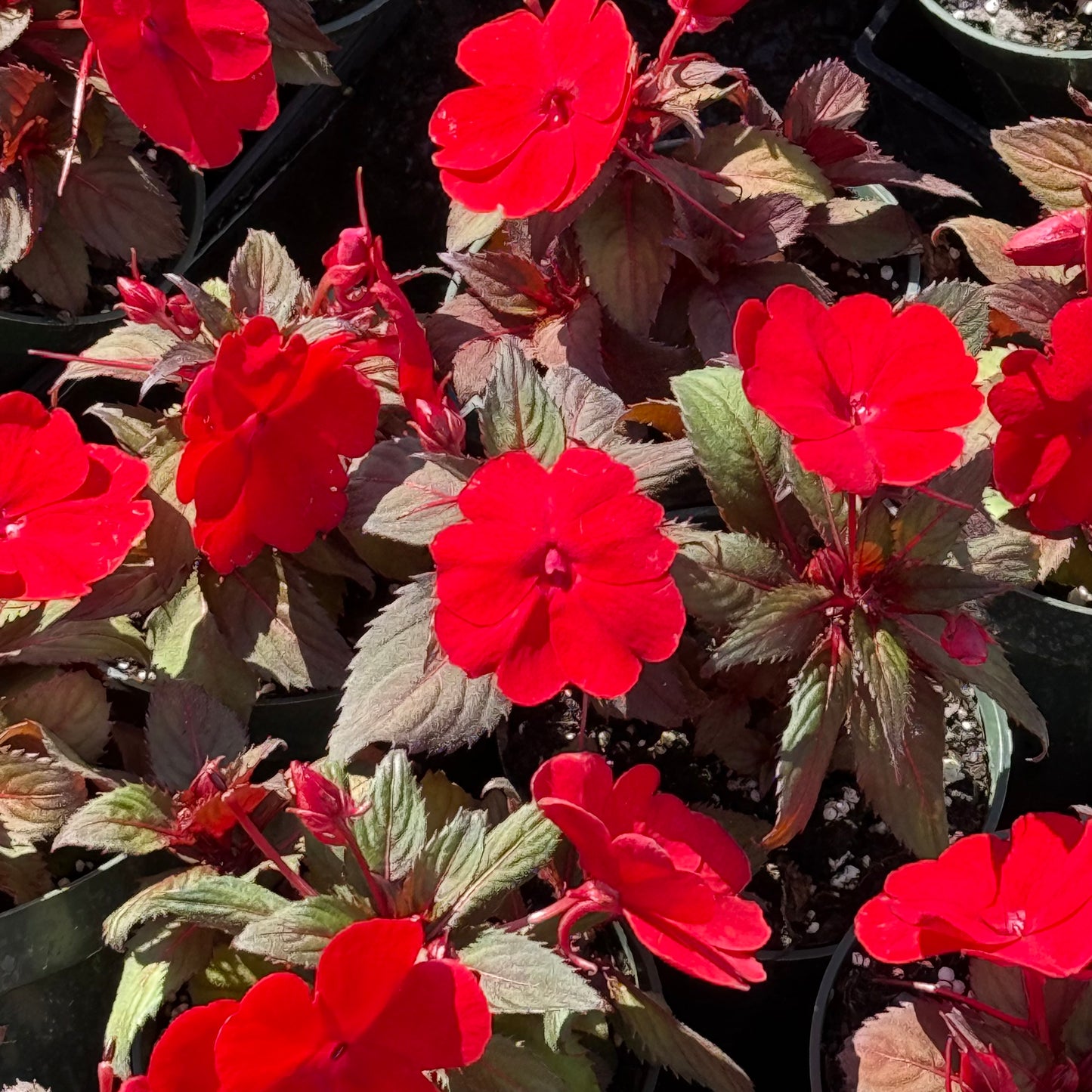 Sunpatiens Impatiens 'Bronze Leaf'
