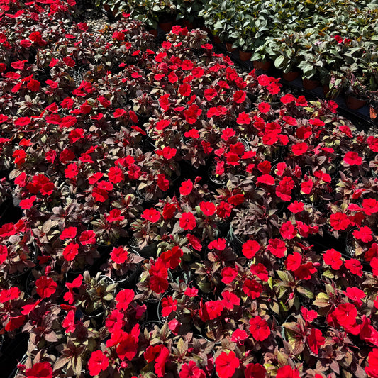 Sunpatiens Impatiens 'Bronze Leaf'