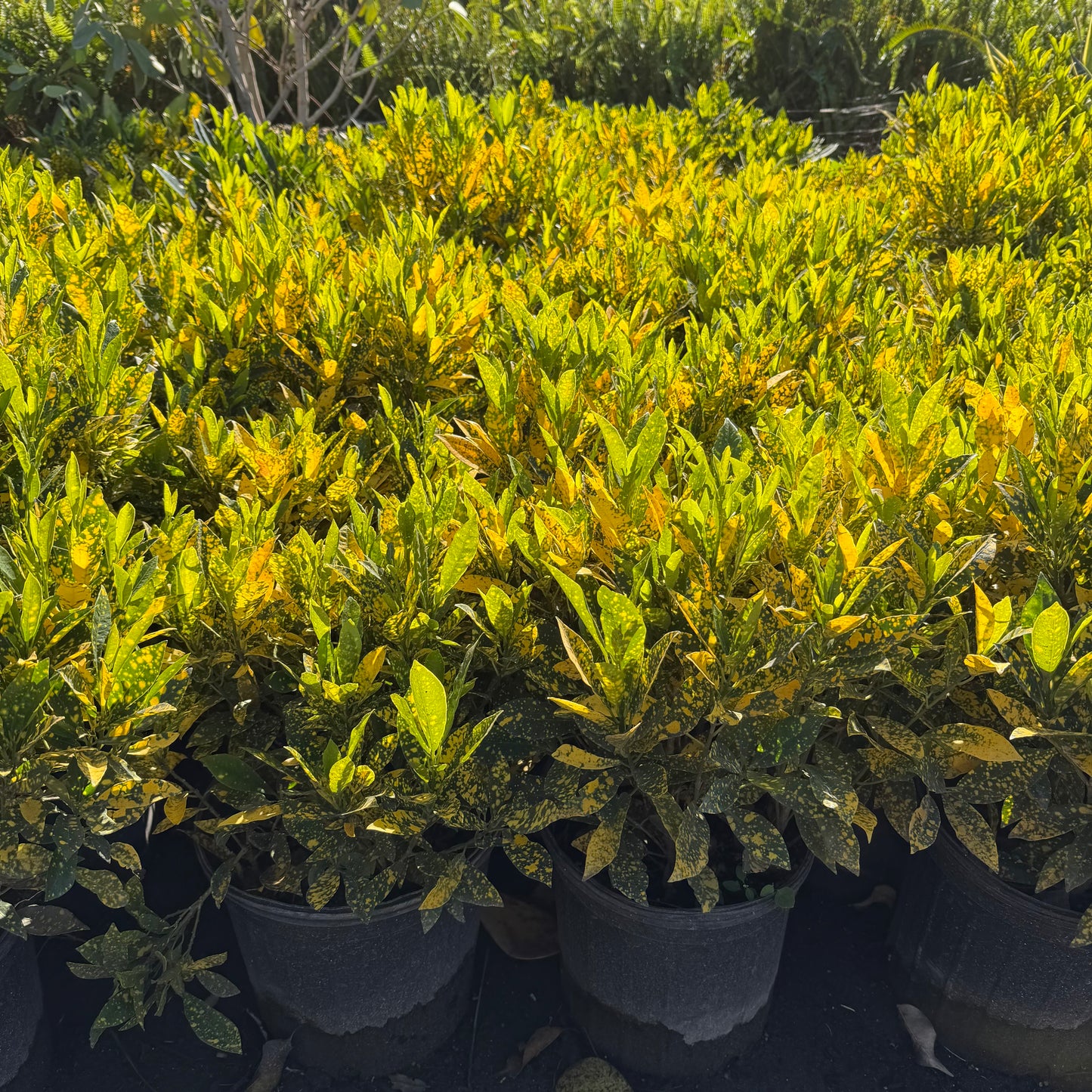 Croton 'Gold Dust'