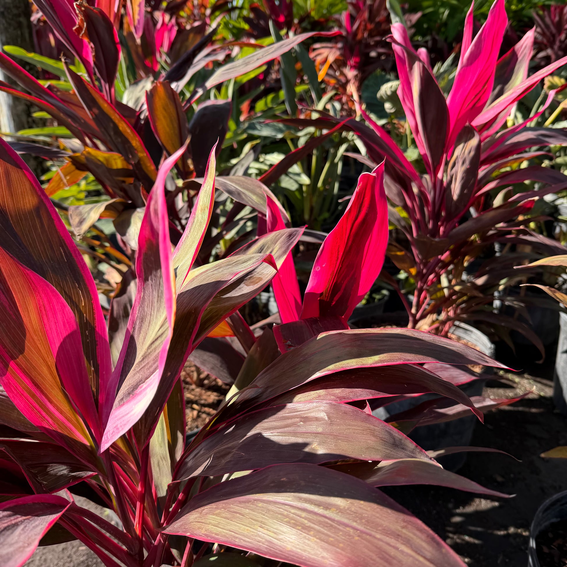red sister plant indoors Red Sister – Jungle Plants