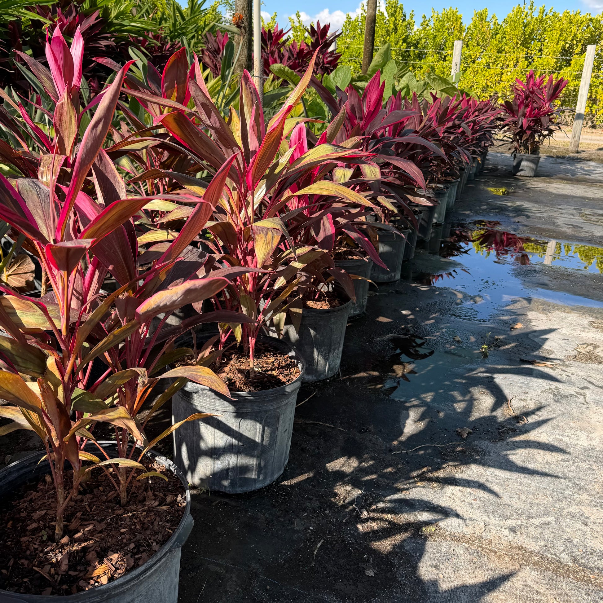 red sister plant fertilizer Red Sister – Jungle Plants