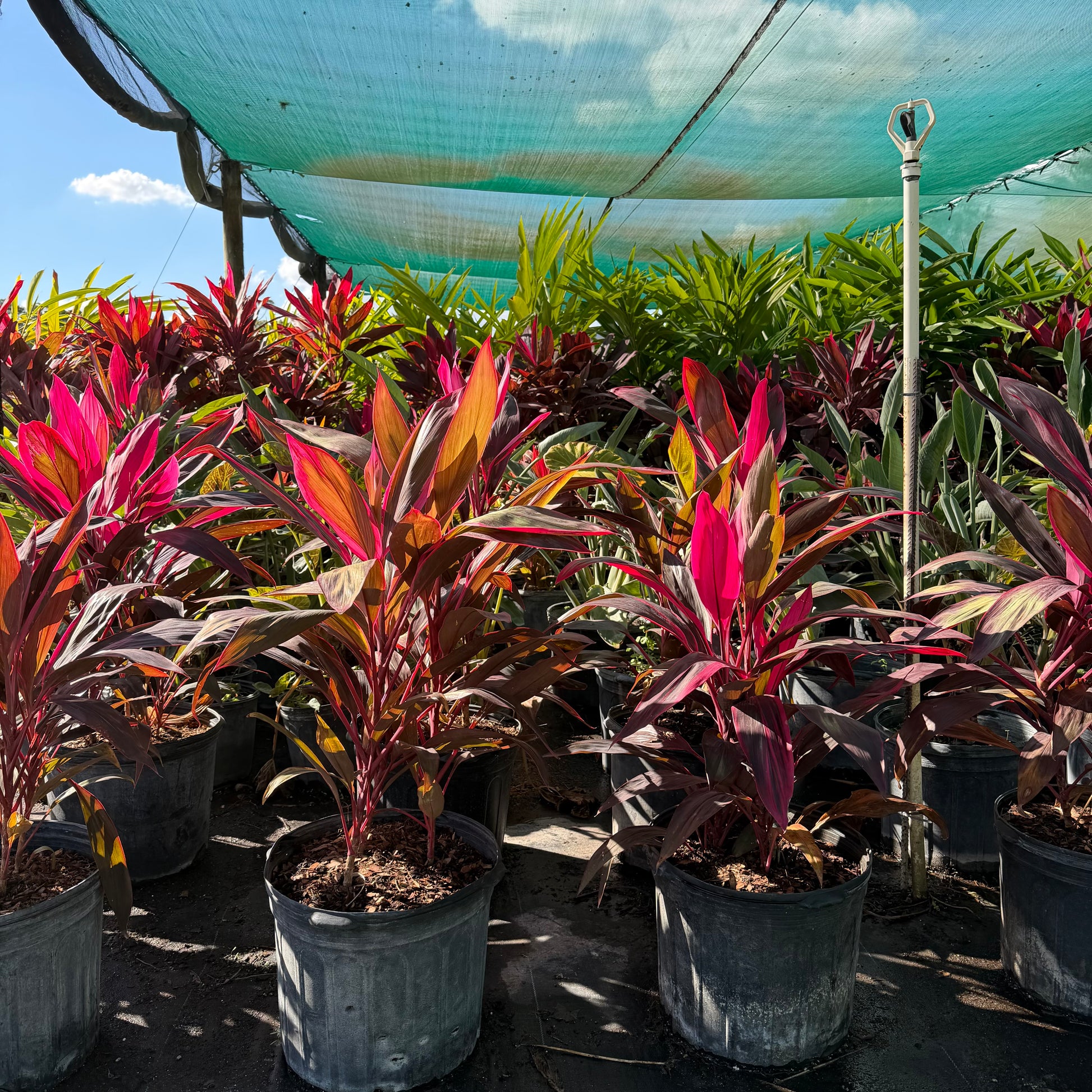 dracaena red sister Red Sister – Jungle Plants